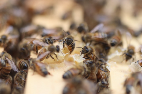 Bermuda Bees - Nucleus colony